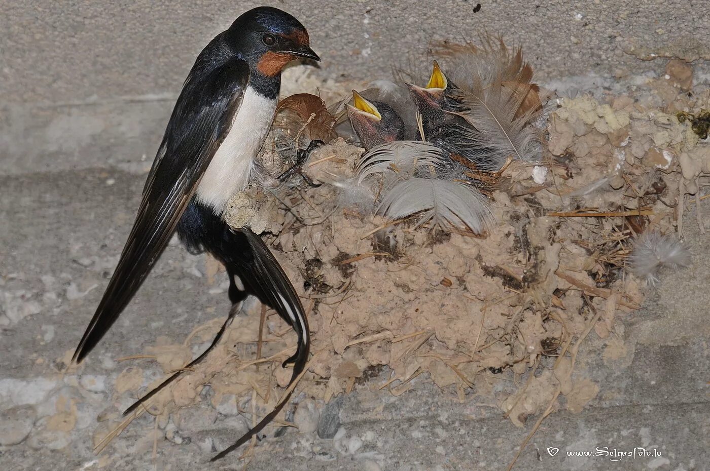 стриж и стрижата. чем питаются ласточки. ласточки ловят насекомых. ласточка питается. что кушают ласточки.