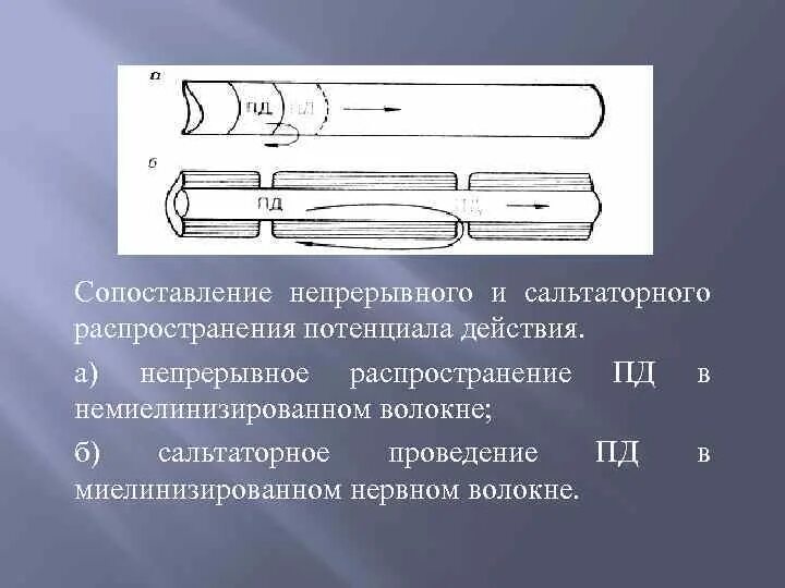 Проведение нервного импульса в миелинизированном волокне. Сальтаторное проведение возбуждения по миелинизированным волокнам. пд в немиелинизированных волокнах. распространение потенциала действия сальтаторное. проведение возбуждения в немиелинизированных нервных волокнах.