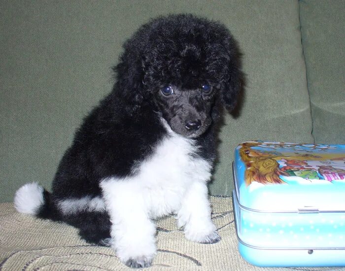 Щенок абрикосового пуделя. Толь пудель мини. Вест карликового пуделя. Той пудель черный щенок. Пудель ставрополь.