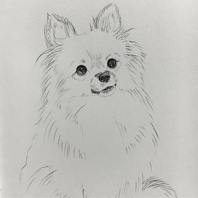 Шпиц для срисовки. Зарисовка померанского шпица. Шпиц карандашом для начинающих. Шпиц пошаговое рисование. Скетчинг шпиц.