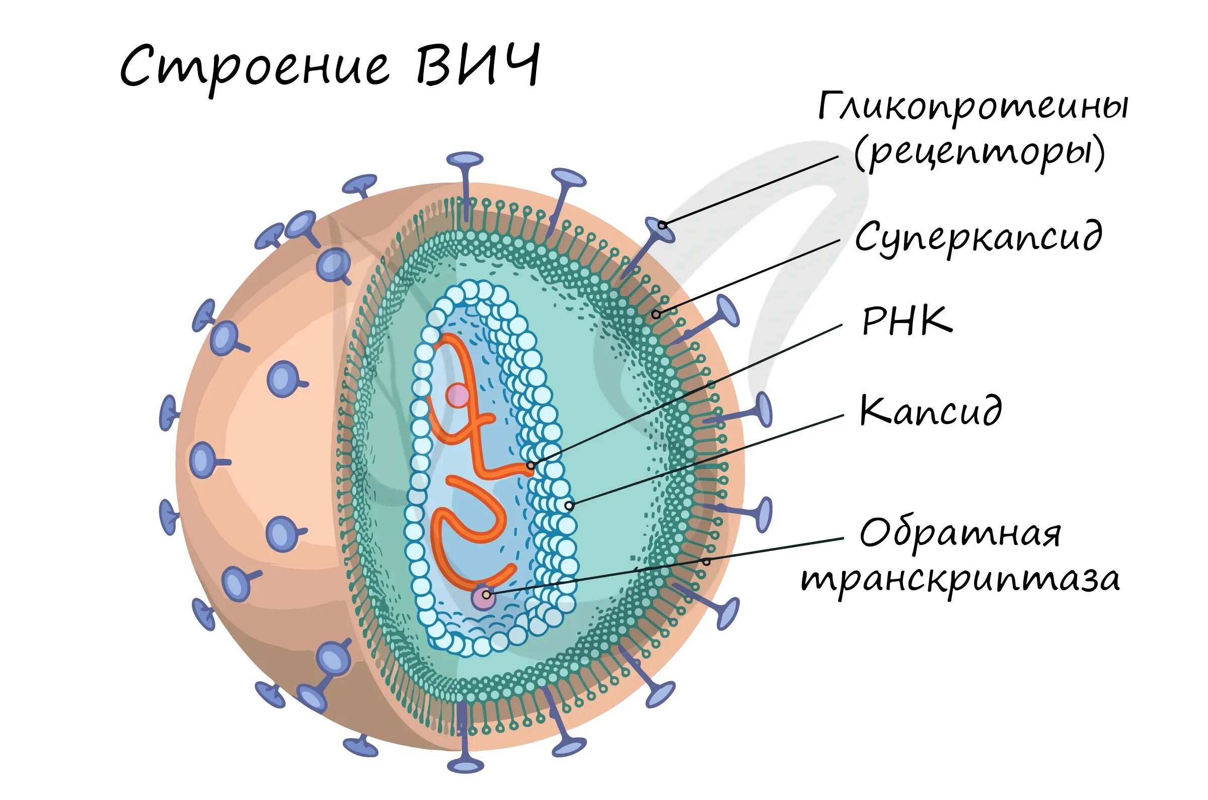 Какую оболочку имеет вирус. Строение клетки вируса спида. коронавирус строение рисунок. из чего состоит клетка коронавируса. коронавирусы – схема строения вириона.