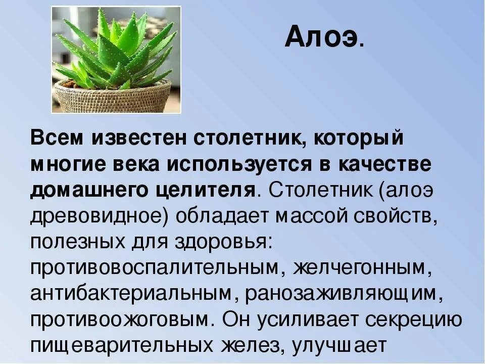 Полезное растение для человека сообщение. Растение столетник алоэ лечебные свойства. Алоэ характеристика растения.