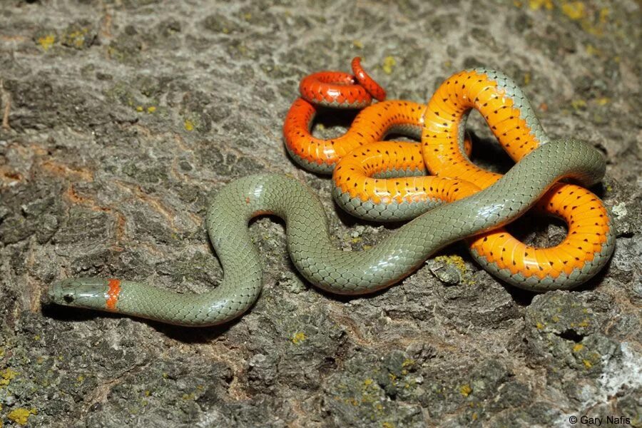 Где змеи как называются. Ошейниковая Кобра. Точечная ошейниковая змея. Королевская ошейниковая змея. Полоз оранжевый.