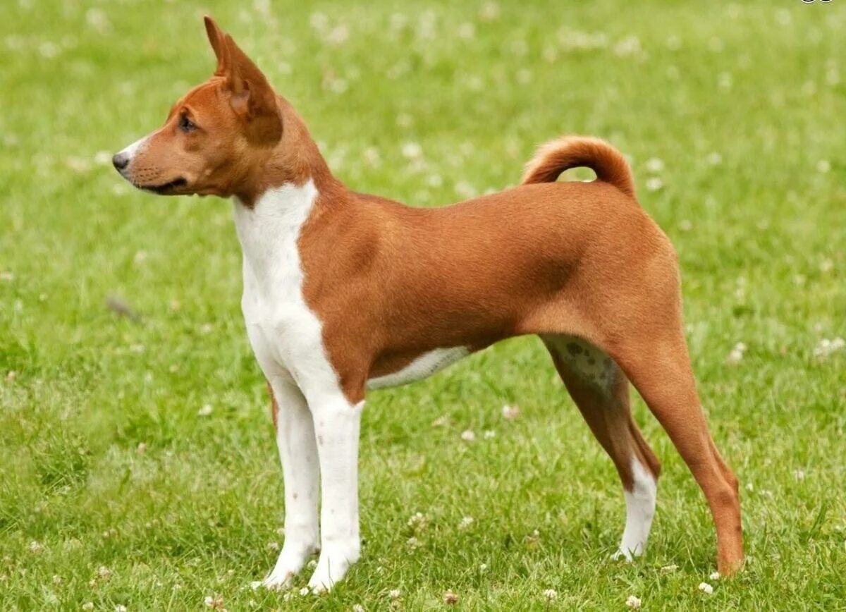 3 средних собаки. Порода собак басенджи. Африканская лайка басенджи. Басенджи Африканский молчун. Южно Африканская собака басенджи.