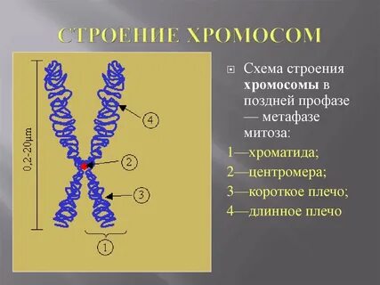 Что такое хромосомы какова их роль
