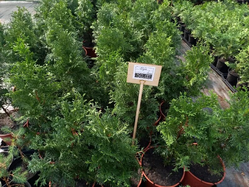 декоративные культуры барнаул