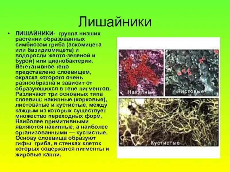 Доклад о лишайниках 5 класс биология. Сообщение о лишайниках 5 класс биология. Лишайник-кладония симбиоз. Сообщение о лишайниках 5 класс.