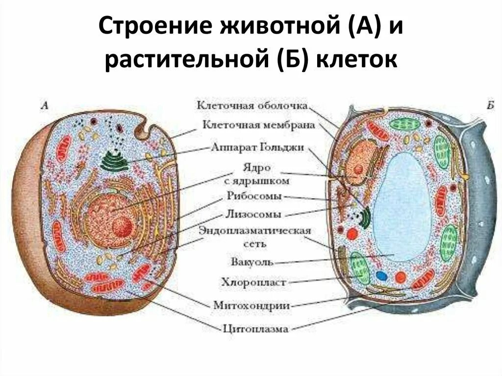 Схема строения клетки животного и растения. Рисунок 15 органоиды животной и растительной клетки. Схема строения клеток животных и растений. Строение органелл растительной клетки и животной.