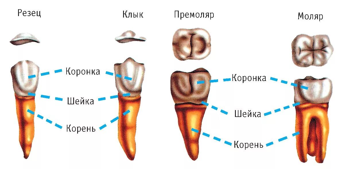 Корень зуба клык. Зубы человека резцы клыки коренные. Зубы моляры премоляры резцы. Моляры премоляры резцы клыки у человека. Резцы зубы анатомия.