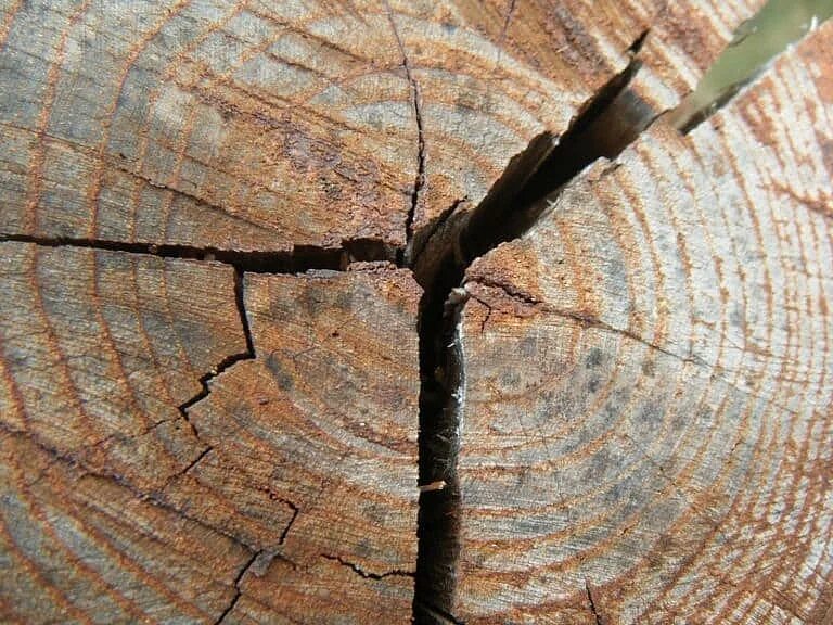 Трещины технология. Пороки древесины трещины усушки. Пороки древесины Отщеп. Пороки древесины отлуп. Пороки древесины смоляные кармашки.