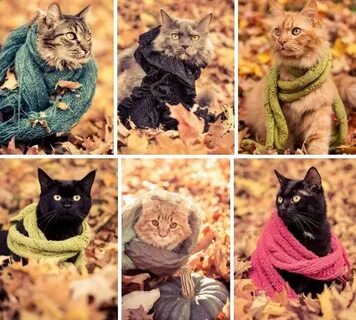 Снова в моде теплые коты