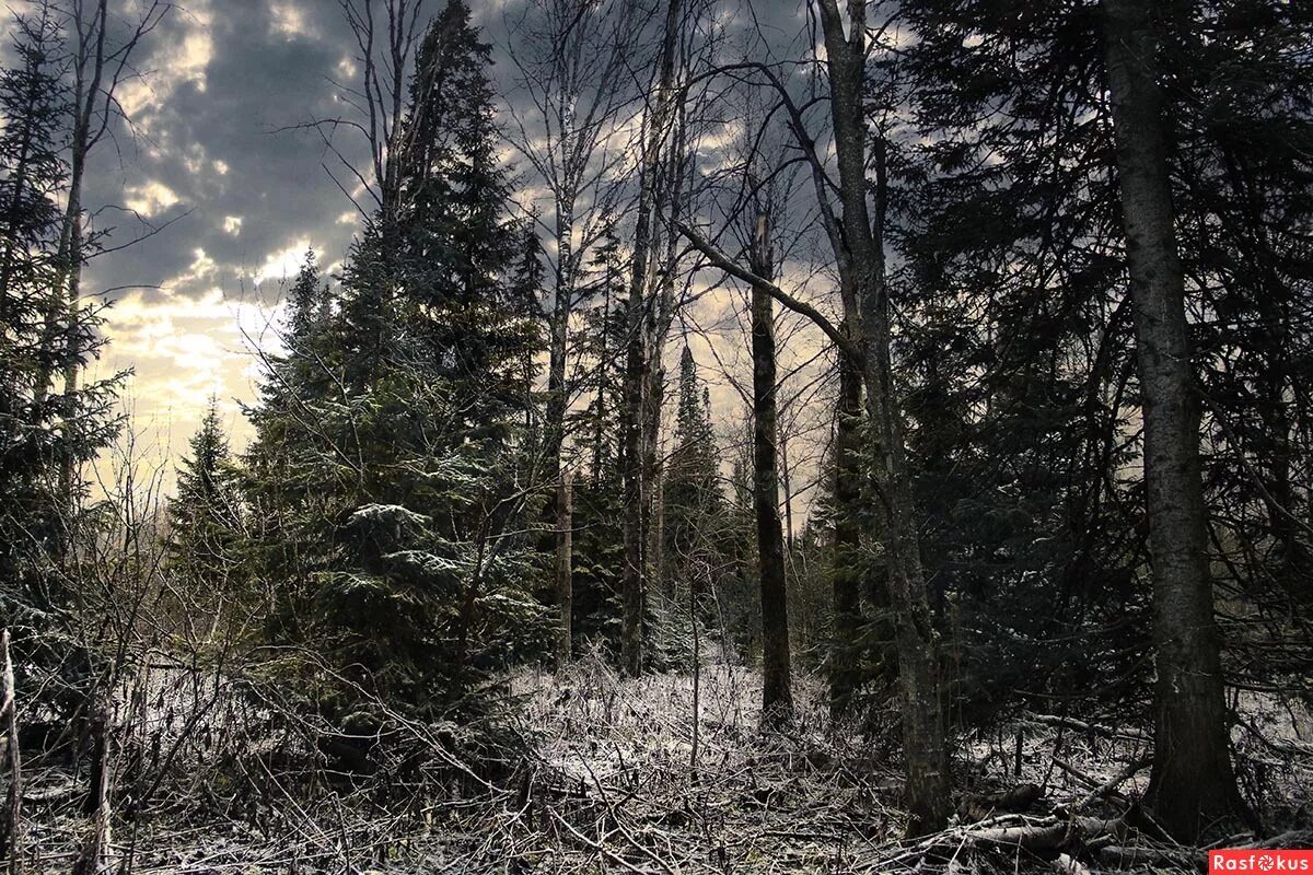 зимний лес ночью. сумрачная тишина зимнего леса. мрачный зимний лес. зимний лес сумерки. дарк винтер.