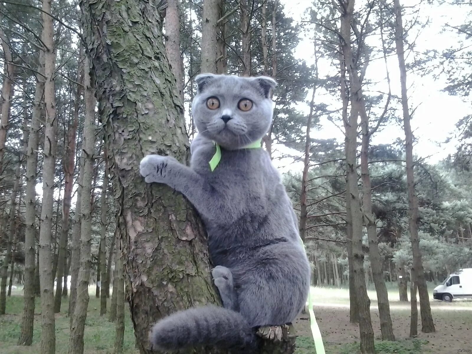 Прогулка кота