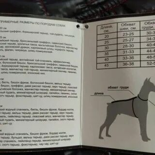 Обхват шеи джек рассел