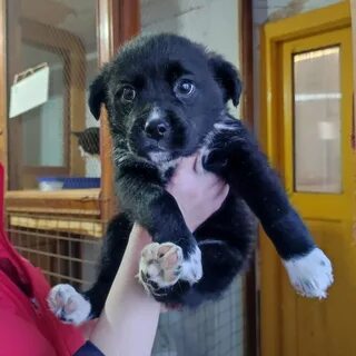 Приют котлас право на жизнь