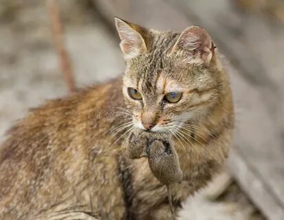 Кошка ловила мышь во сне