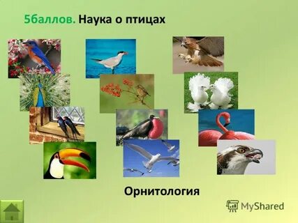 Наука о птицах
