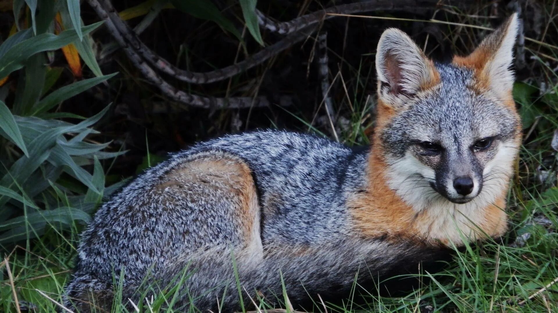 В каком fox. Пампасская лисица Южной Америки. Серая лисица Urocyon cinereoargenteus. Грей Фокс лиса. Пампасная лисица.