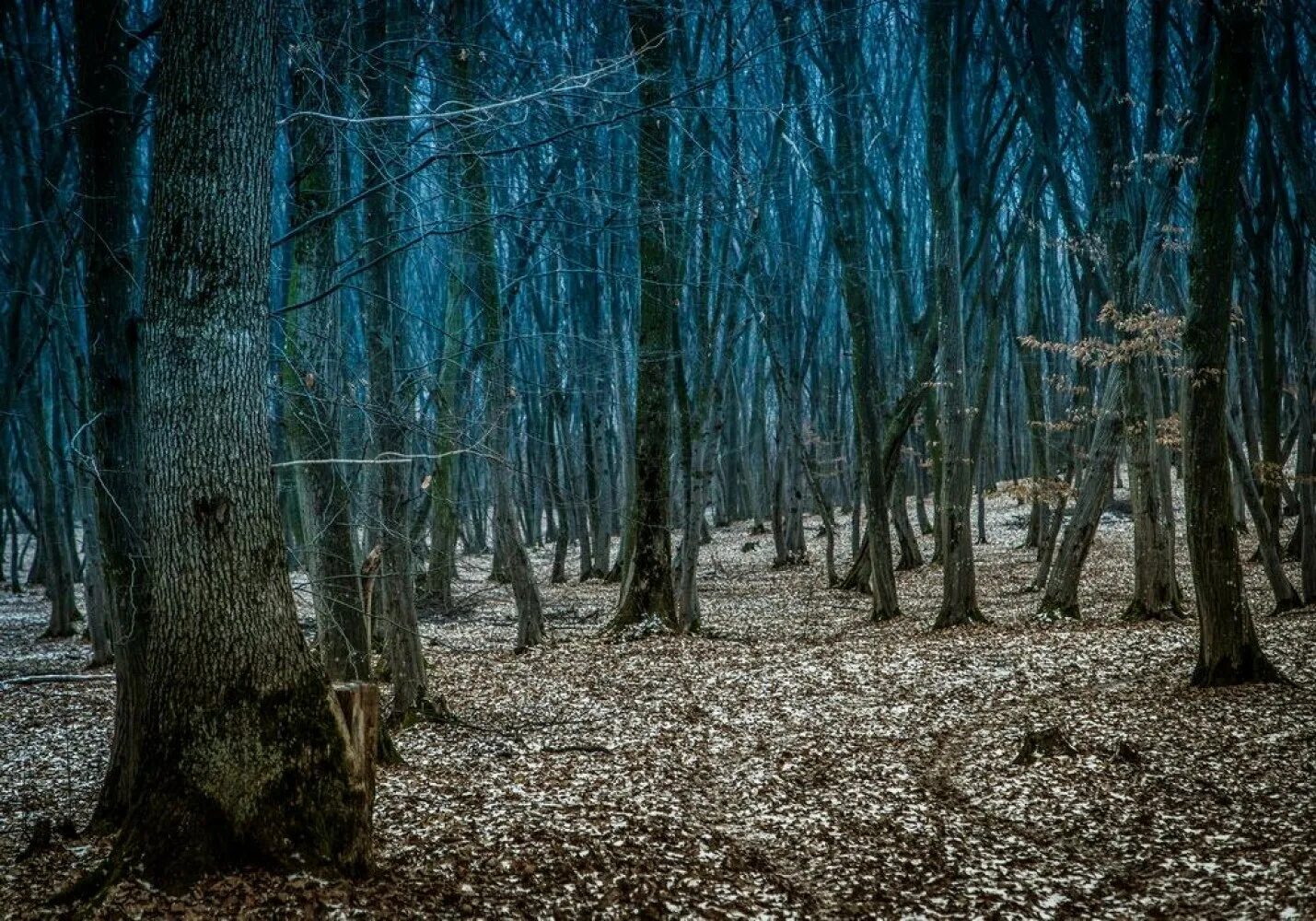 Centuries trees. Tales from hoia Baciu Forest про что. Padurea Rosie Chernobyl. Музыка бачу бачу.