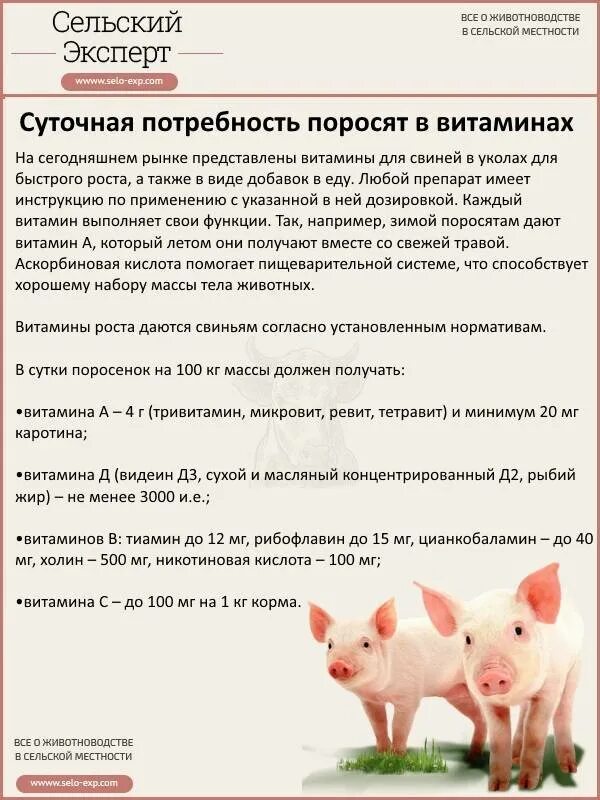 Можно ли давать поросятам тыкву