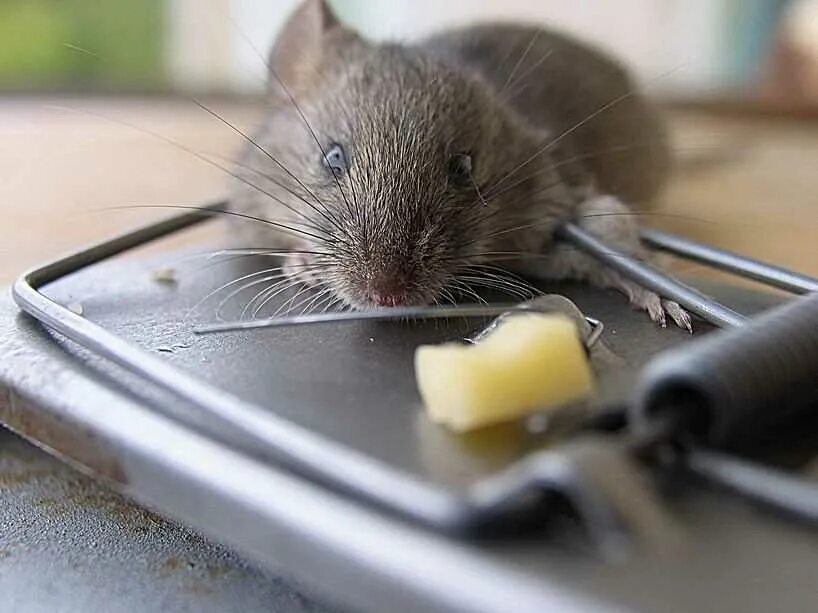Мышь сеть. Мышь в мышеловке. Мышь сыр мышеловка. Мышонок с сыром. Мышка попалась в мышеловку.