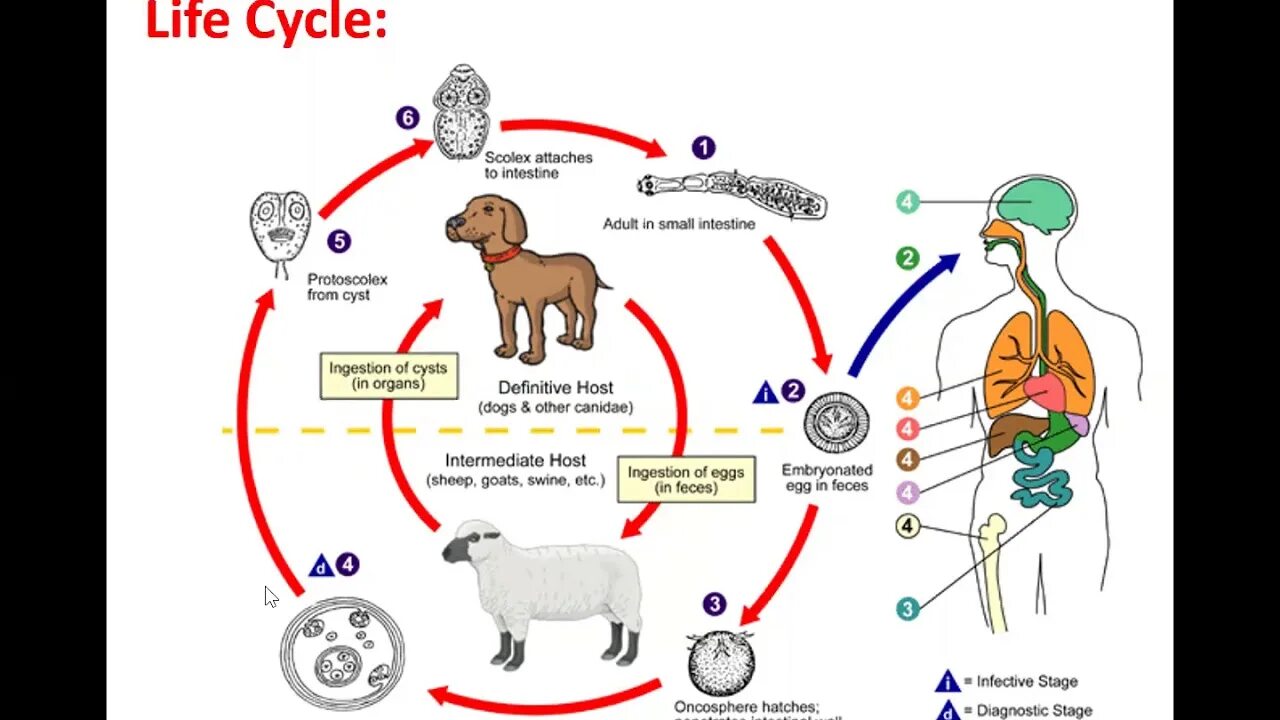 Echinococcus granulosus жизненный цикл. Эхинококкоз жизненный цикл. Эхинококкоз жизненный цикл схема. Эхинококкоз путь инвазии.