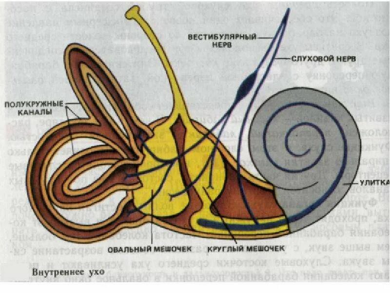 Три канала улитки. Строение вестибулярного аппарата схема. Рис 68 вестибулярный орган. Улитка вестибулярный аппарат. Строение внутреннего уха орган равновесия.