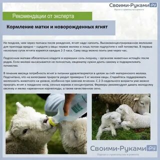 Чем кормил барашка