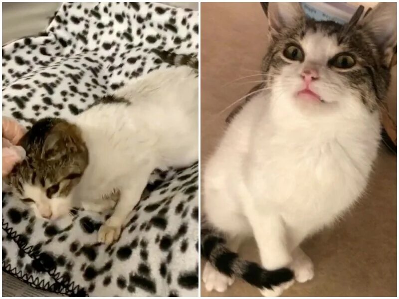 Хромая лапка. Хромая кошка. колченогая кошка. хромой котенок. хромолапка.