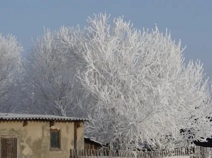 В саду стояли покрытые инеем деревья