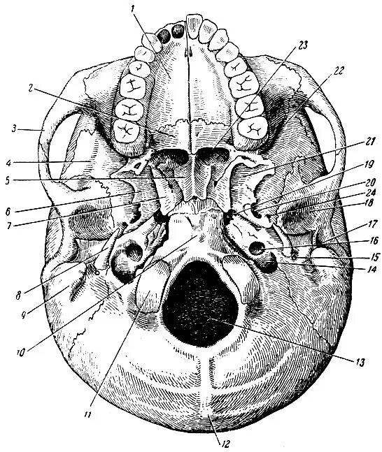 Кости лицевого черепа анатомия латынь. Кости черепа человека анатомия. Скелет головы основание черепа. Наружное основание черепа схема.