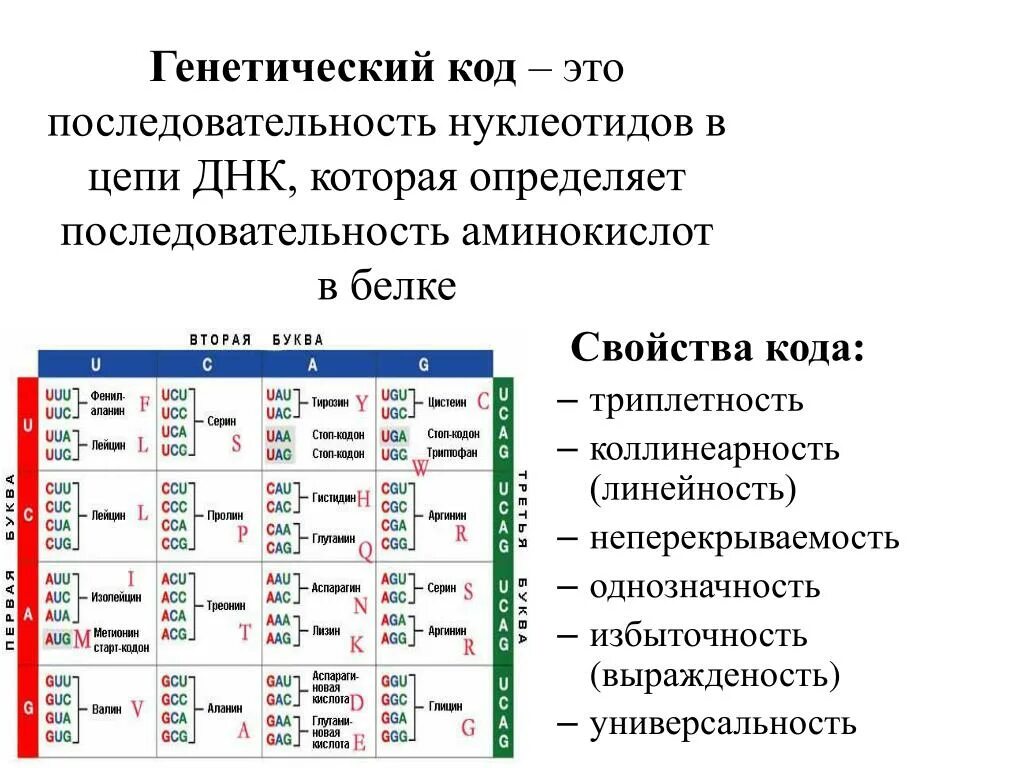 Как называется принцип расположения нуклеотидов. Характеристика генетического кода биохимия. Таблица кодировки аминокислот нуклеотидами ДНК. Последовательность аминокислот в белке таблица. Генетический код последовательность нуклеотидов.