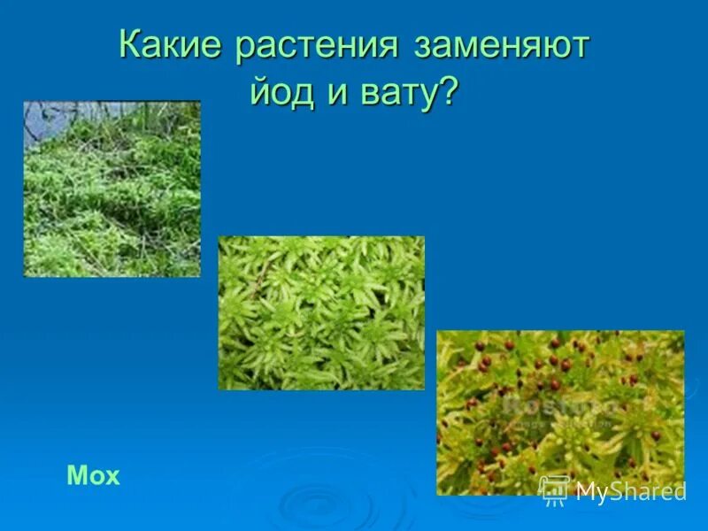 Благодаря повышенного содержания йода мох. Растение в котором много йода. Растения богатые йодом. Какие растения содержат йод. Растения которые выделяют йод.