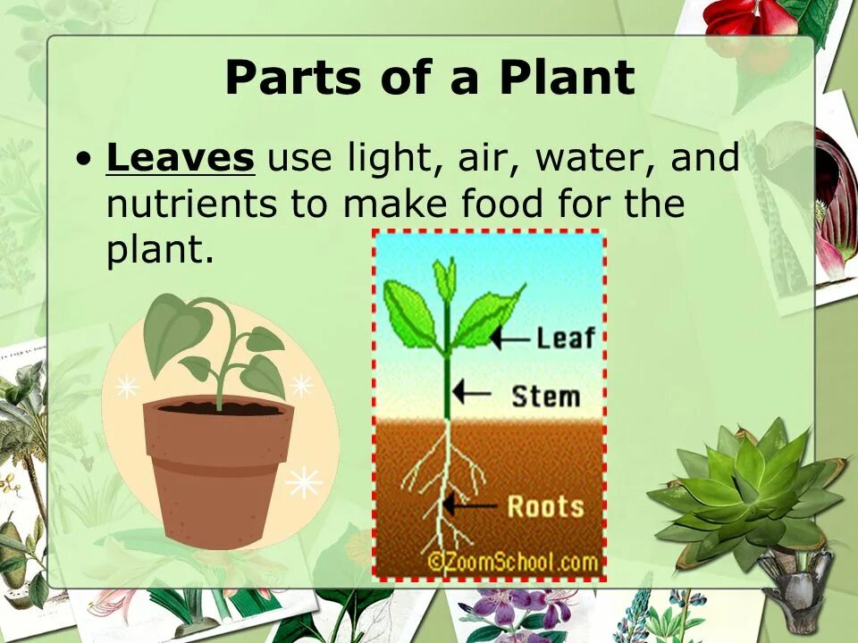 What goods were made from the plant. Parts of a Plant. Parts of Plants and Trees презентация. Плант презентации. Parts of a Plant ESL.