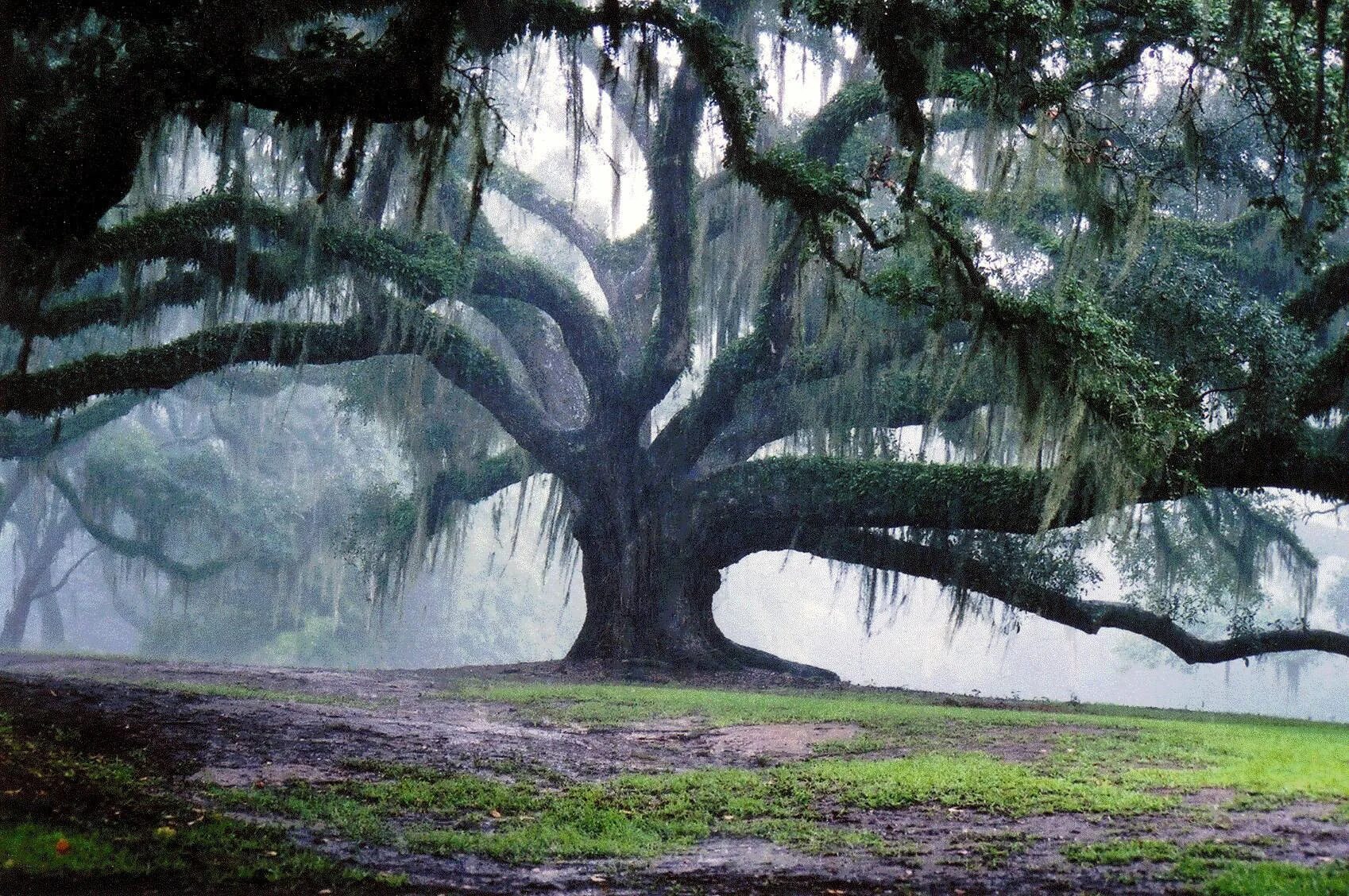 Огромные стволы деревьев. Луизиана природа дубы. Дуб ангела Чарльстон США. ЛИМУЗЕНСКИЙ дуб.