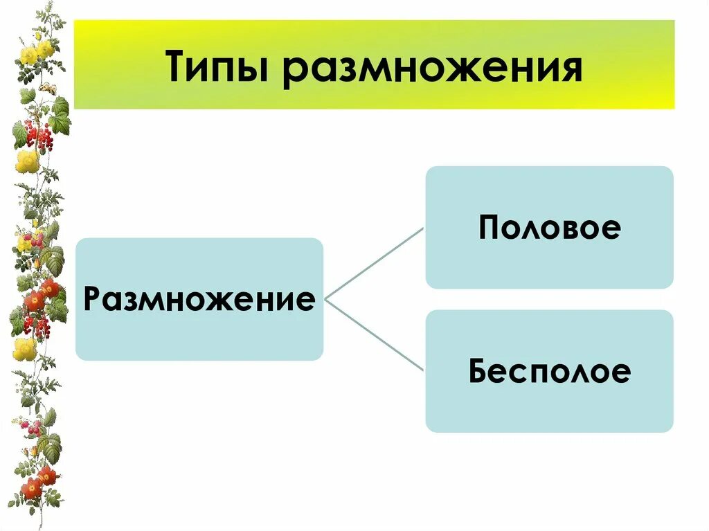 Классификация размножения. Типы размножения растений. схема типы размножения растений. виды полового размножения растений. размножение виды размножения.
