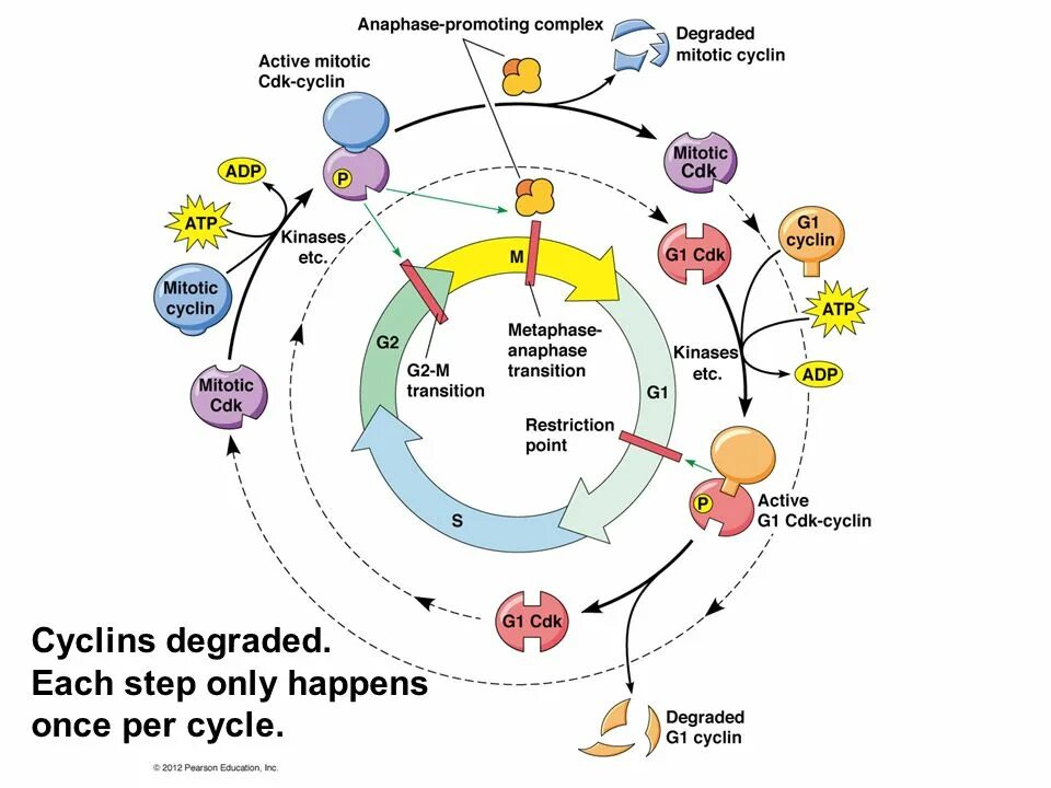 Cell path
