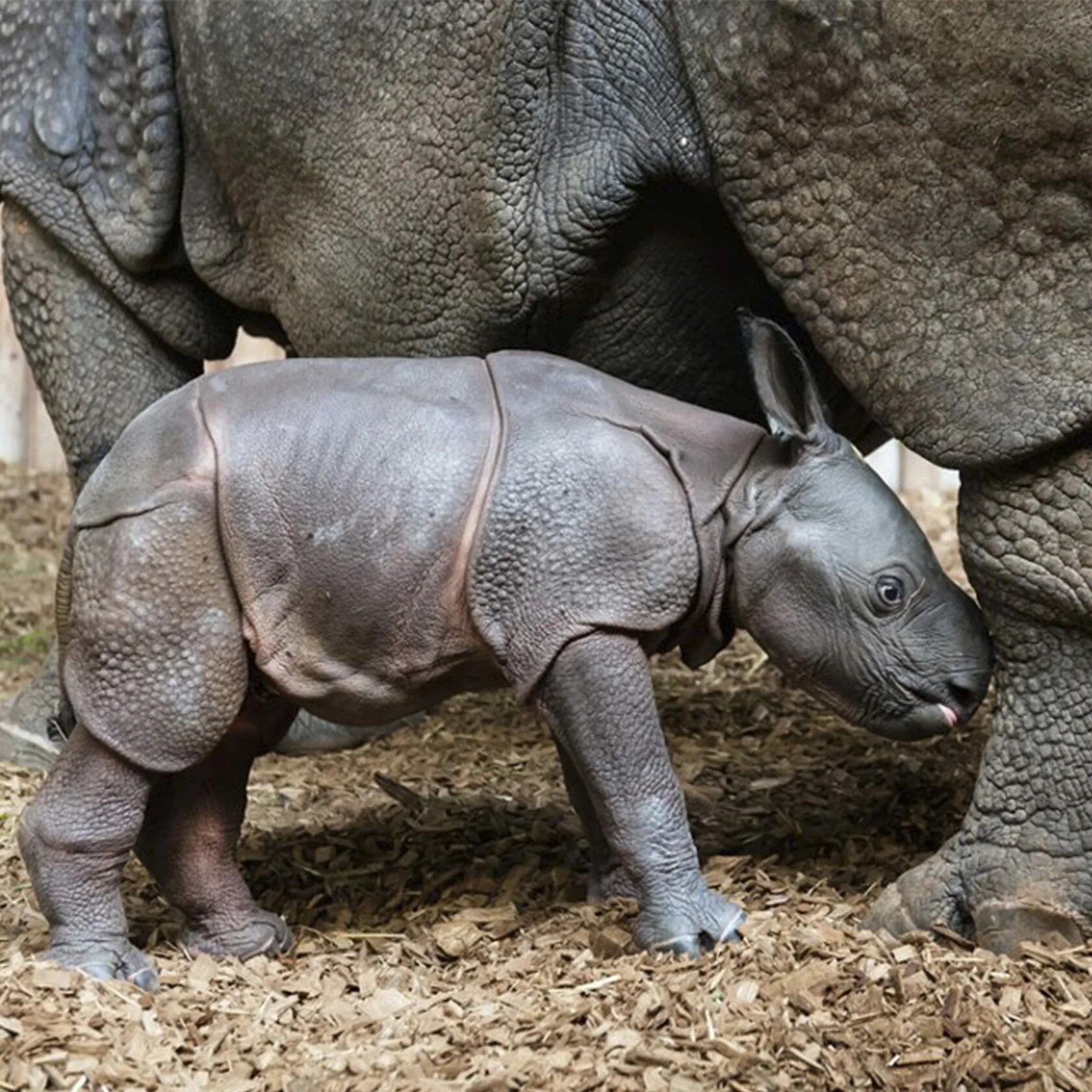 Носорог рептилия. Панцирный носорог. Индийский носорог. Индийский и Африканский носорог. Новорожденные носороги.
