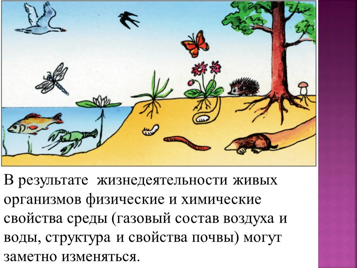 Название живых организмов наземно воздушной. Среды обитания животных. Среды обитания организмов. Обитатели разных сред жизни. Среда обитания животных и растений.