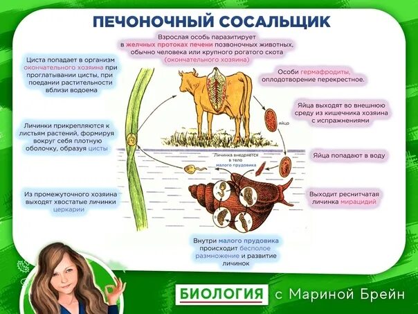 Цикл развития сосальщиков таблица. Цикл развития печеночного сосальщика биология 7 класс схема. Цикл развития печеночного сосальщика биология 7. Жизненный цикл печеночного сосальщика.