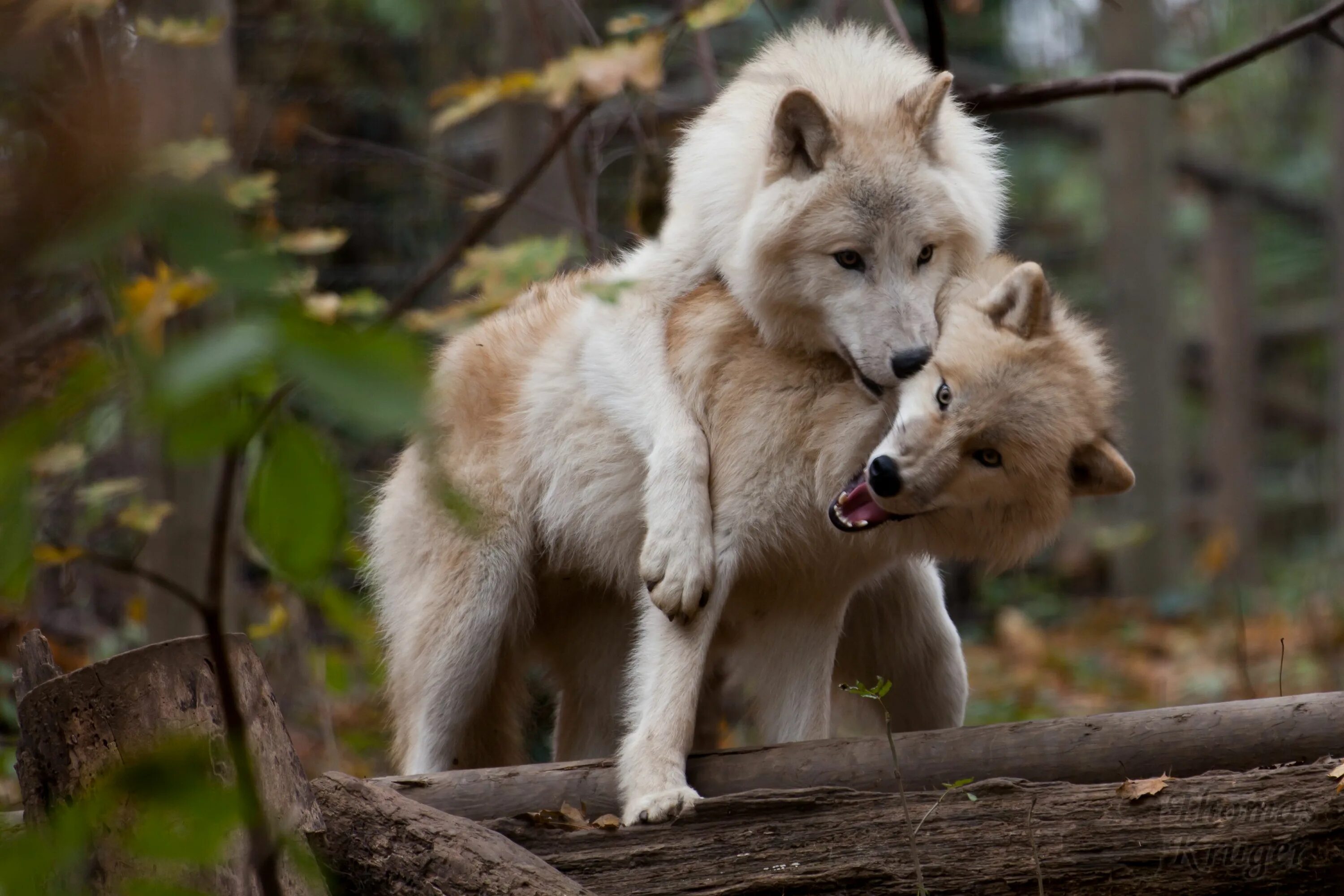 Влюбленные волки. Два волка. Волки любовь. Волки обнимаются. Обнимая волка