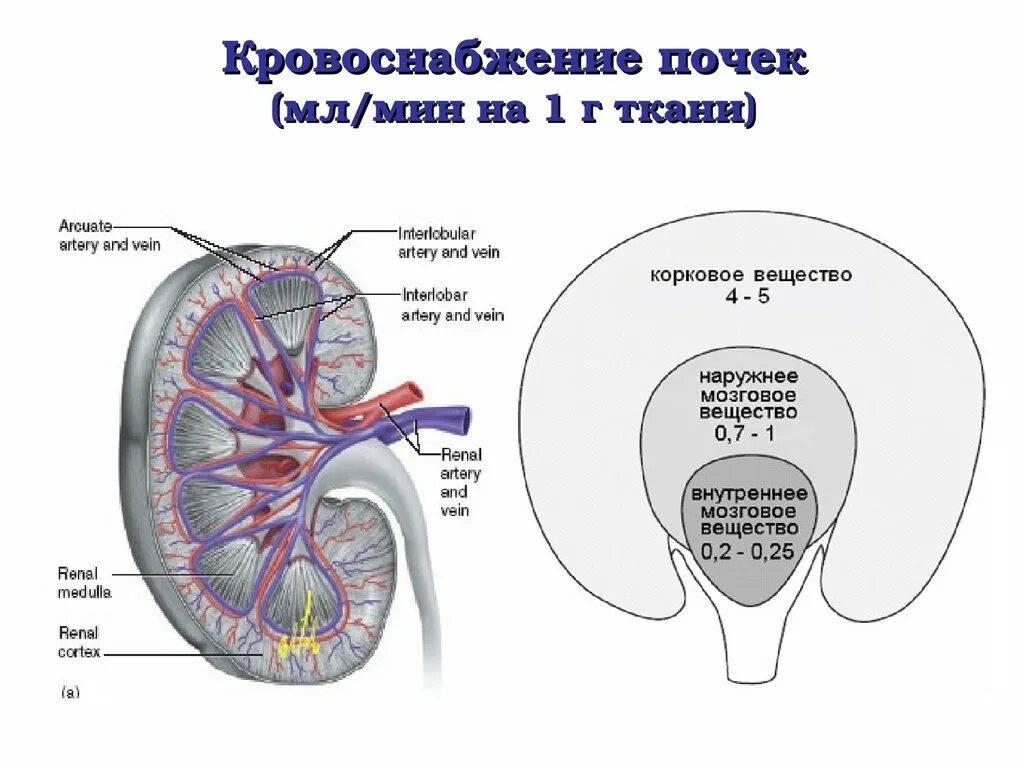 Кровоснабжение почки анатомия. Схема кровообращения почек. Особенности кровоснабжения почек схема. Кровоснабжение почки схема. Система кровообращения почек