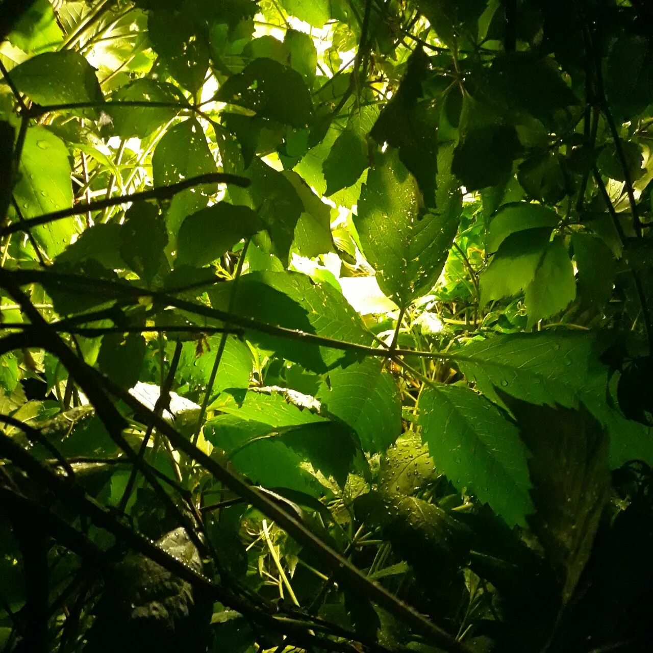 восход солнца в лесу. солнце выпутавшееся из густого меха зимы. солнце планета. солнце в космосе. взрыв солнца.