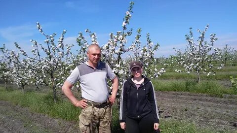Плодовая орел