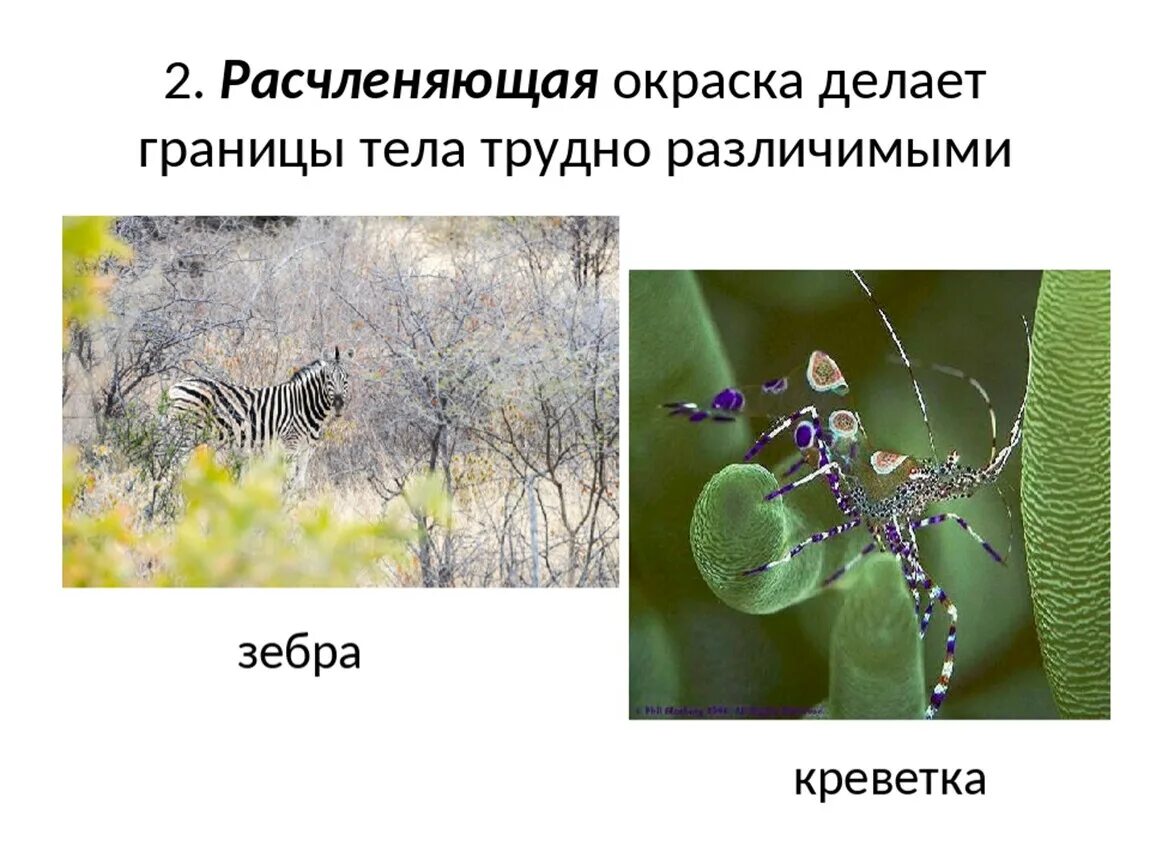 Какие животные спасаются при помощи окраски