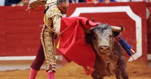 Torero отзывы