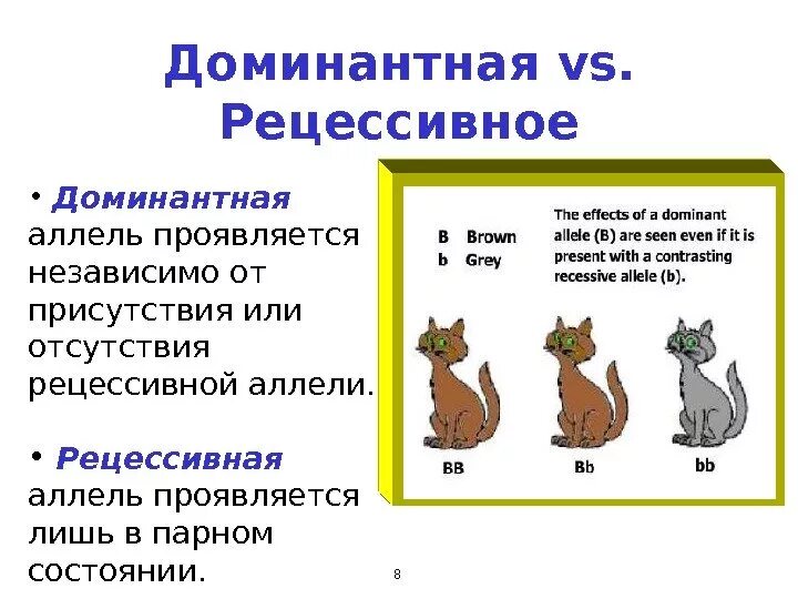 Рецессивный ген характеристика. Рецессивный аллель. доминантный аллель это. доминантный и рецессивный ген. доминантные и рецессивные аллели.