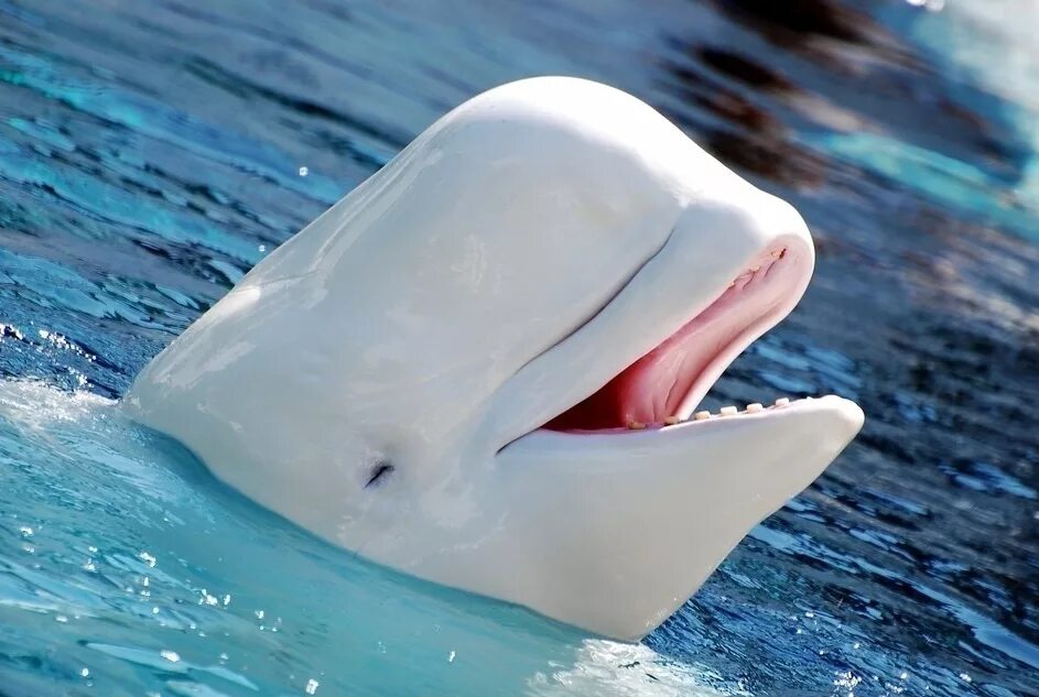 белые морские животные. кит белуха. касатка дельфин и белуха. белый дельфин белуха кит. кит белуха.