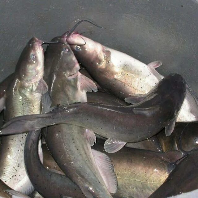 Доклад про рыбу сом. Сом рыба описание для детей. Сом рыба краткое описание. Рассказ про сома. Доклад про сома.