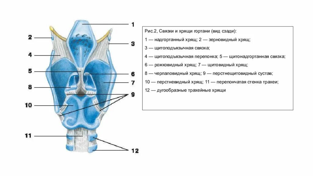 3 хряща гортани. Связки и хрящи гортани вид спереди. Строение щитовидного хряща гортани.